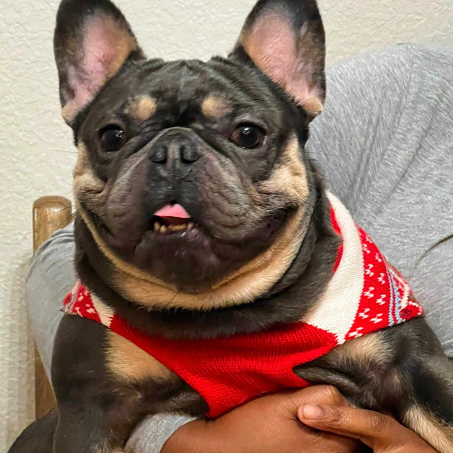 Ceeno is registered to the contest to win money with this photo: animal, black_and_tan, companion, cute, dog, domestic, ears, face, french_bulldog, friendly, furniture, hand, holding, indoor, person, pet, portrait, small_dog, sweater, tongue_out