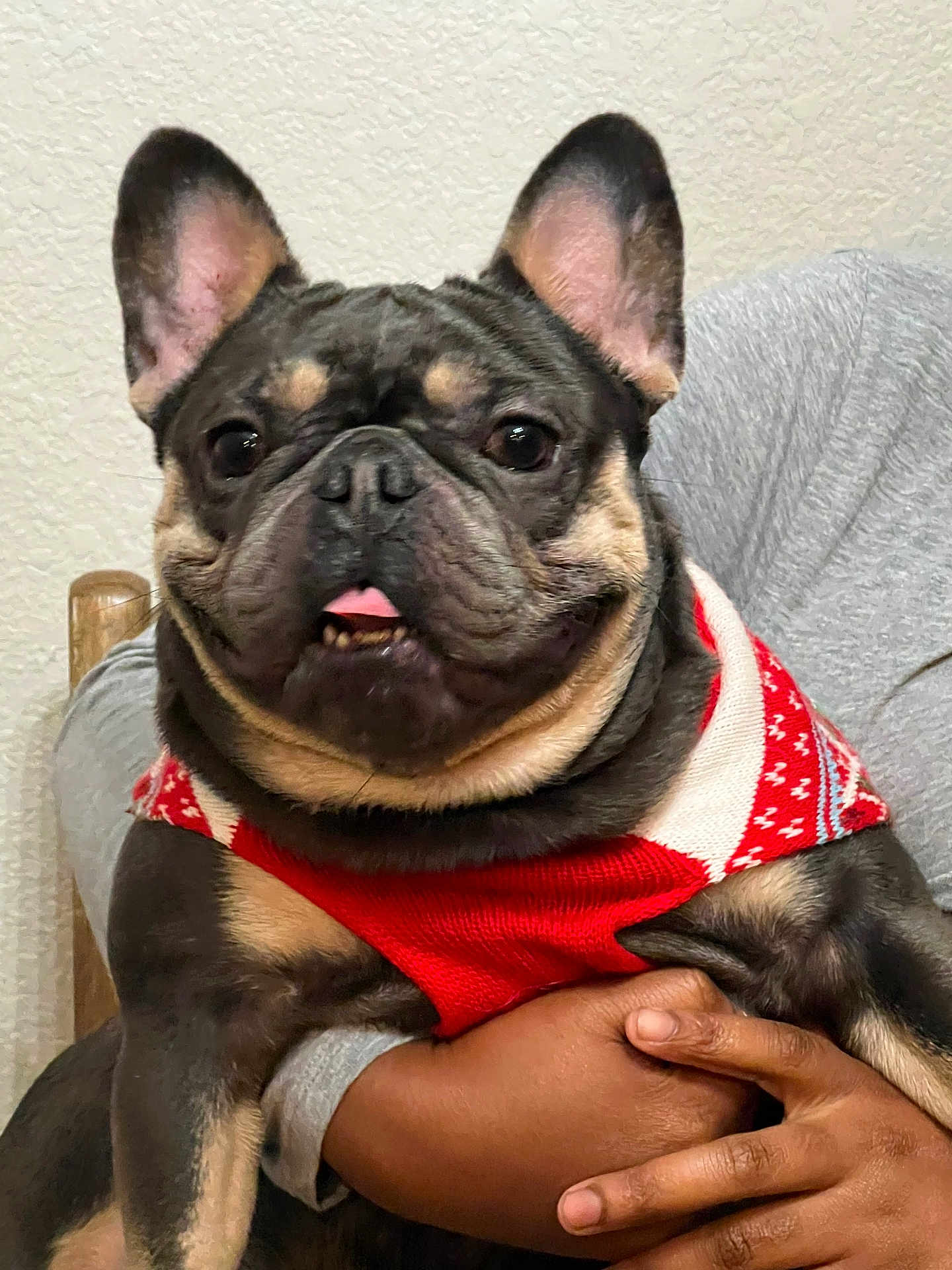 Ceeno is registered to the contest to win money with this photo: dog, french_bulldog, sweater, pet, cute, indoor, person, hand, holding, tongue_out, black_and_tan, small_dog, portrait, animal, companion, friendly, domestic, face, ears, furniture