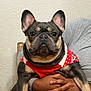 Ceeno joined the competition — help win amazing prizes! dog, french_bulldog, pet, animal, sweater, red_sweater, person, hands, holding, indoor, wall, close_up, cute, portrait, seated, brown_skin, gray_clothing, texture, expression, looking_at_camera