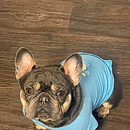 Ceeno is registered to the contest to win money with this photo: dog, french_bulldog, pet, blue_shirt, floor, wooden_floor, looking_up, ears, face, eyes, snout, paws, indoor, cute, curious, animal, canine, small_dog, clothing, portrait