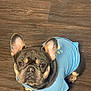 dog, french_bulldog, pet, blue_shirt, floor, wooden_floor, looking_up, ears, face, eyes, snout, paws, indoor, cute, curious, animal, canine, small_dog, clothing, portrait