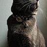 cat, gray_cat, pet, animal, whiskers, collar, bell, portrait, side_view, feline, fur, indoor, domestic_animal, closeup, looking_away, soft_light, detailed, sitting, alert, elegant