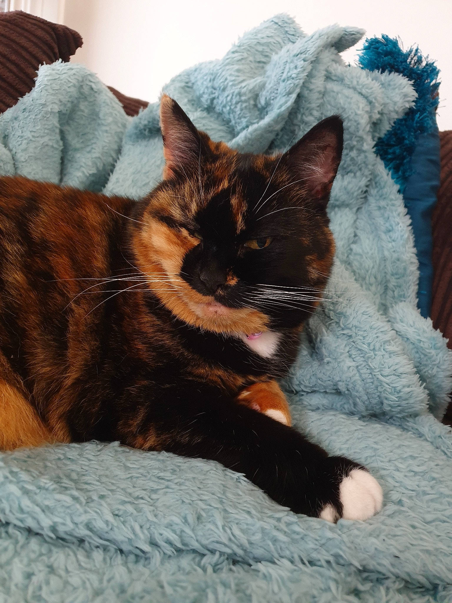 Tootsie joined the competition — help win amazing prizes! american_wirehair, asian, black_cat, carnivore, cat, claw, domestic_short_haired_cat, ear, fawn, felidae, fur, german_rex, kitten, nap, sleep, small_to_medium_sized_cats, snout, tail, whiskers