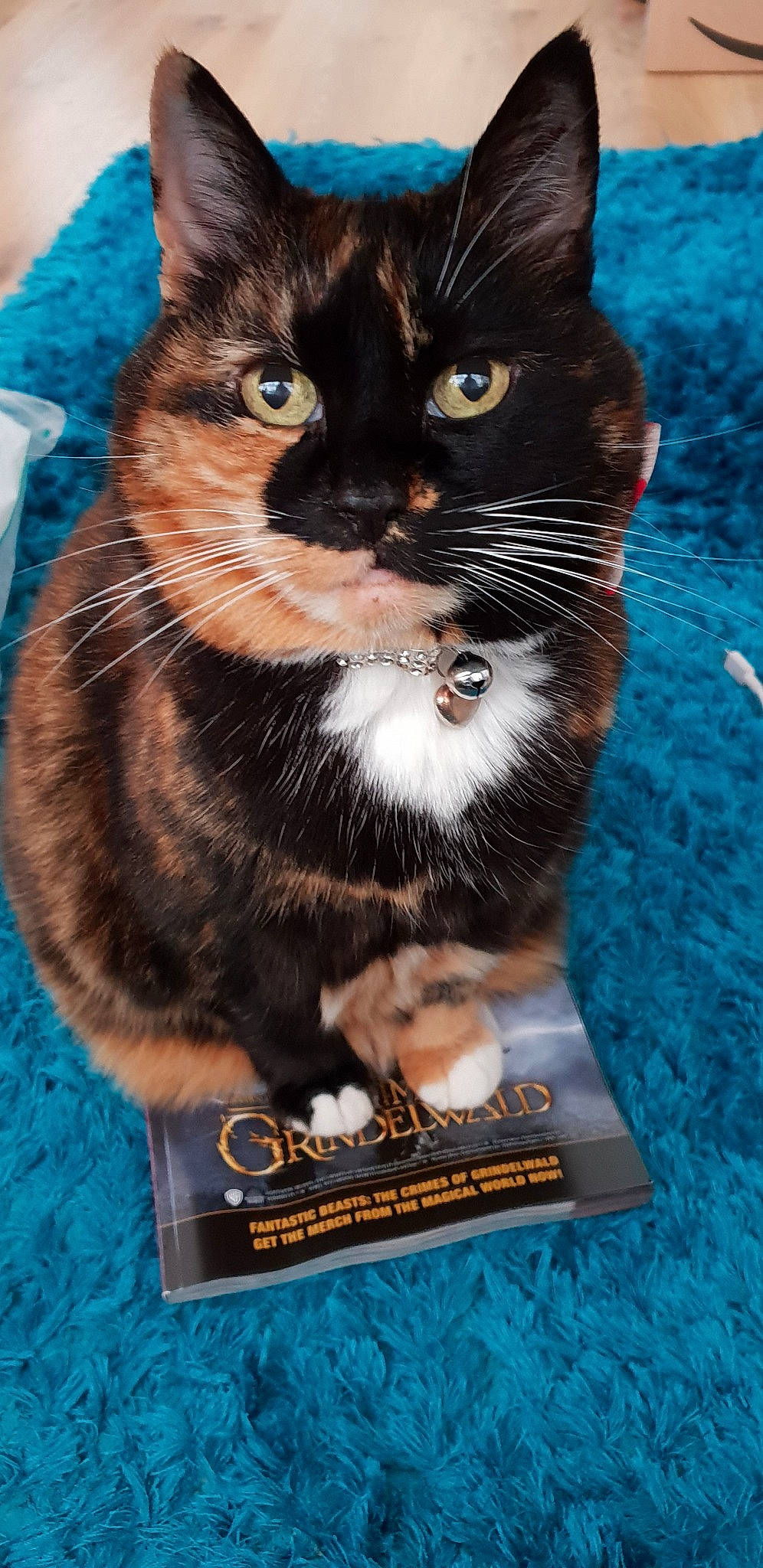 Tootsie joined the competition — help win amazing prizes! cat, cat_like_mammal, domestic_short_haired_cat, fauna, fur, kitten, small_to_medium_sized_cats, snout, whiskers