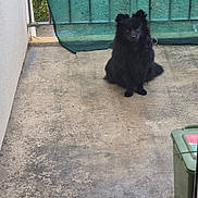 Cristal a rejoint le concours — aidez-le/la à gagner de superbes lots ! animal, balcony, black_dog, companion, concrete_floor, curious, daylight, dog, fence, fluffy, green_box, green_mesh_curtain, guard_dog, outdoor, pet, quiet, resting, sitting, small_dog, watchful
