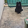 animal, balcony, black_dog, companion, concrete_floor, curious, daylight, dog, fence, fluffy, green_box, green_mesh_curtain, guard_dog, outdoor, pet, quiet, resting, sitting, small_dog, watchful