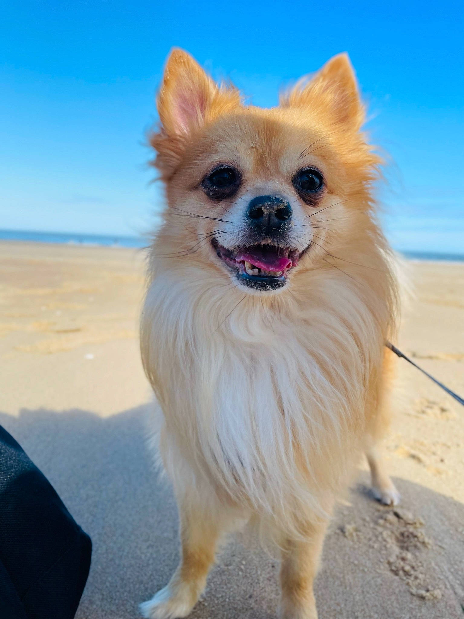 Kenzo a rejoint le concours — aidez-le/la à gagner de superbes lots ! beach, canidae, carnivore, collar, companion_dog, dog, dog_breed, dog_collar, dog_supply, electric_blue, fawn, fur, ocean, pomeranian, sky, snout, spitz, sporting_group, toy_dog, whiskers