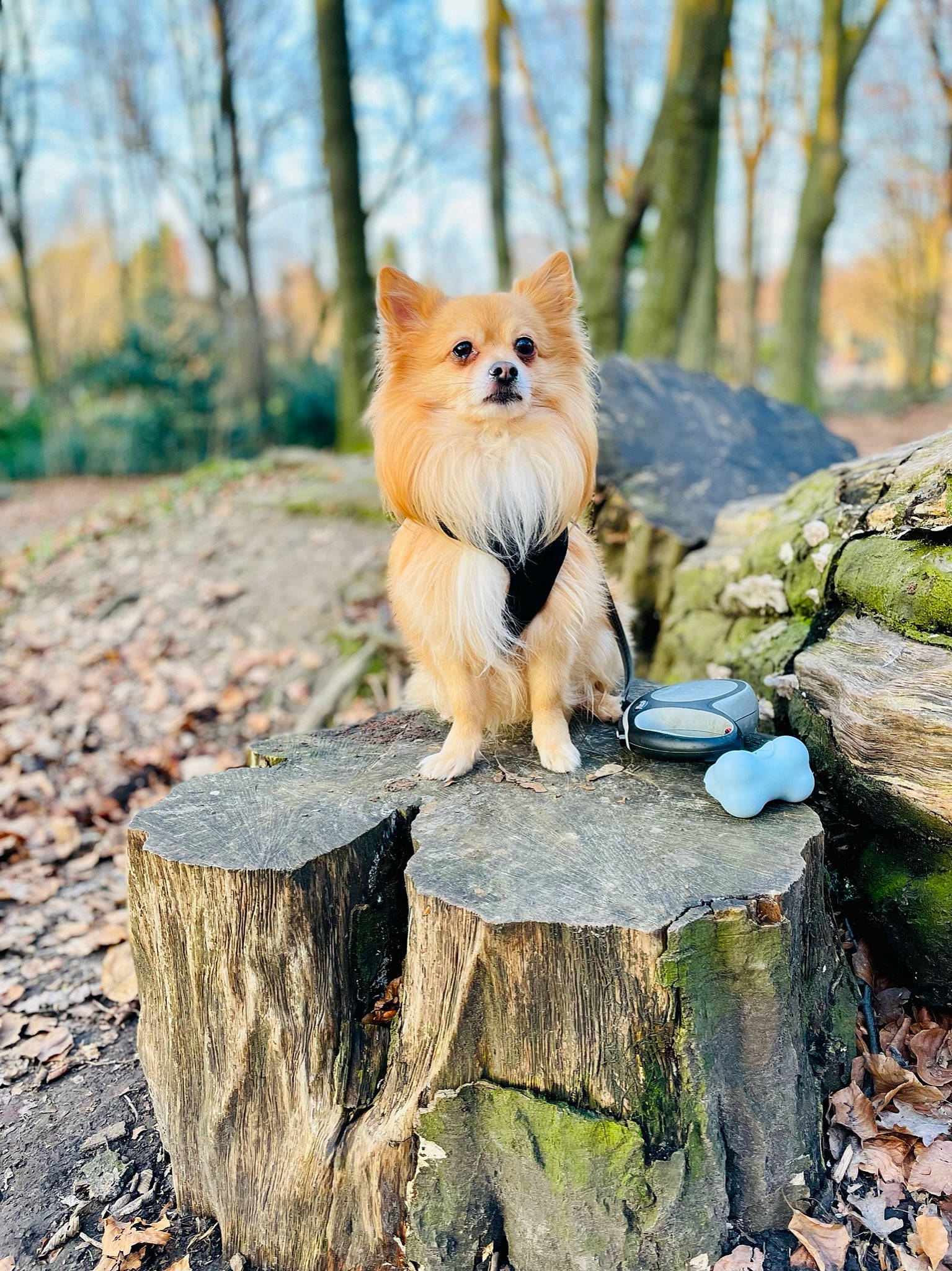 Kenzo participe au concours pour gagner de l'argent avec cette photo : biome, carnivore, companion_dog, dog_breed, fawn, felidae, german_spitz_mittel, grass, natural_landscape, plant, sky, snout, spitz, sporting_group, tail, terrestrial_animal, tree, trunk, whiskers, wood