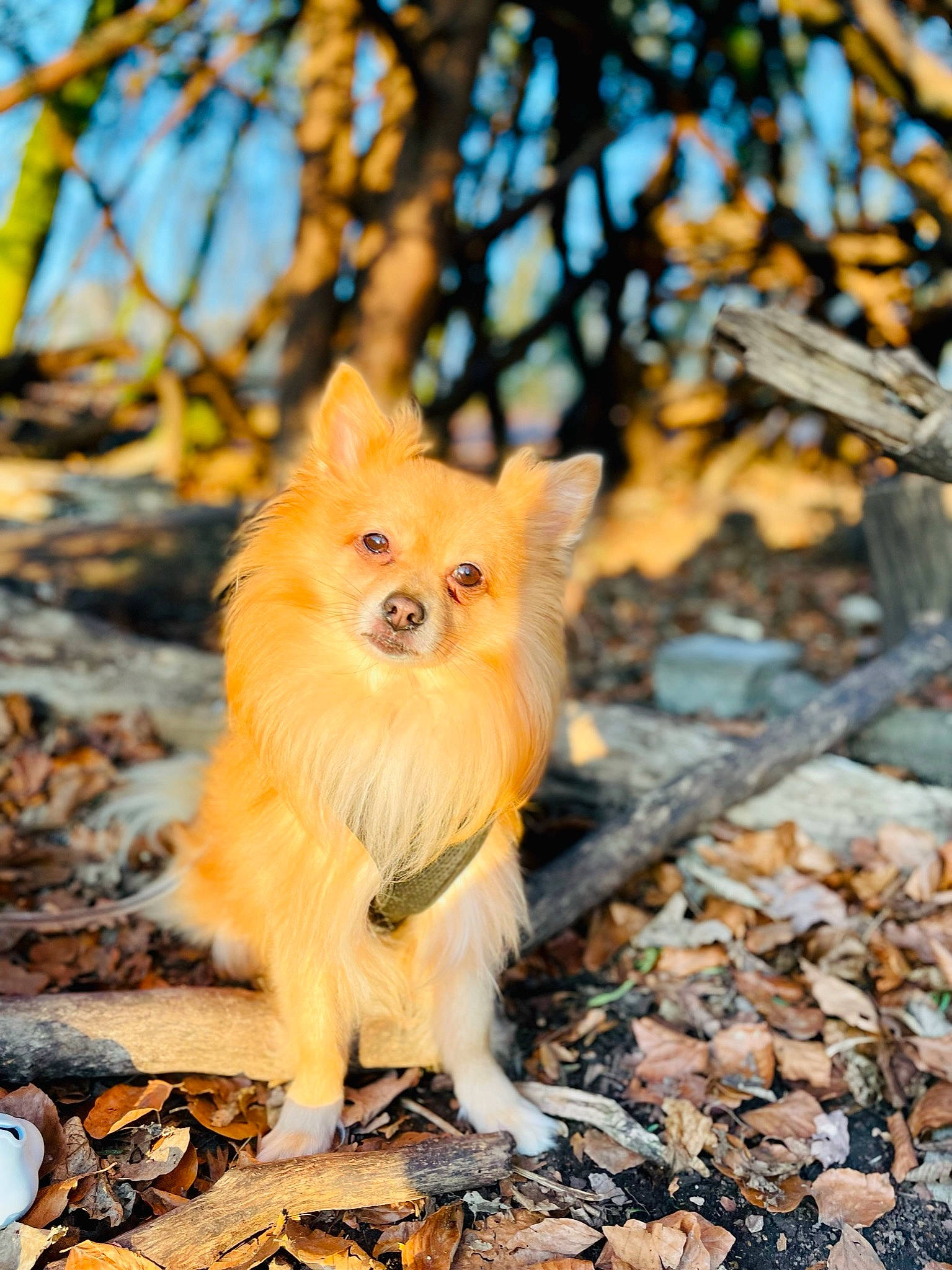 Kenzo participe au concours pour gagner de l'argent avec cette photo : canidae, carnivore, companion_dog, dog, dog_breed, fawn, fur, grass, natural_environment, plant, snout, spitz, tail, terrestrial_animal, tree, trunk, twig, whiskers, wildlife, wood