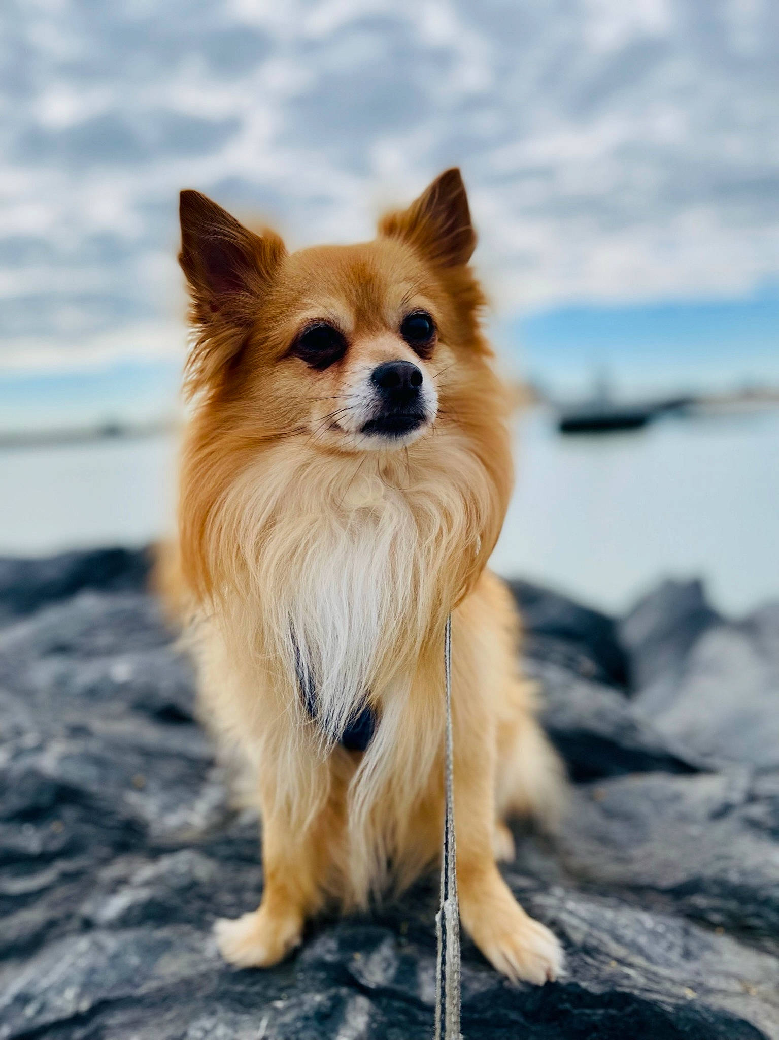 Kenzo participe au concours pour gagner de l'argent avec cette photo : canidae, carnivore, companion_dog, dog, dog_breed, dog_supply, fawn, fur, non_sporting_group, sky, snout, spitz, sporting_group, tail, terrestrial_animal, toy_dog, volpino_italiano, whiskers, wildlife, working_dog