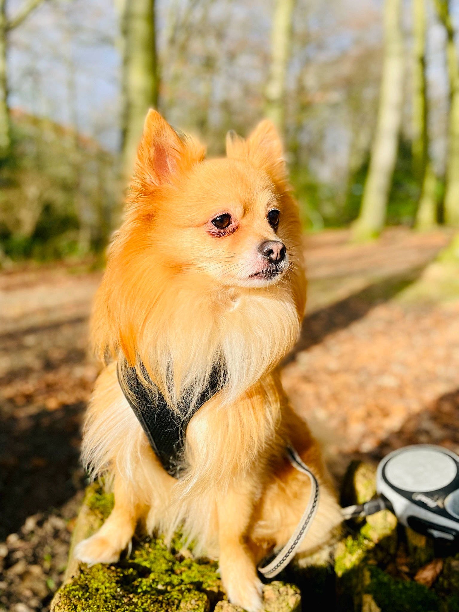 Kenzo a rejoint le concours — aidez-le/la à gagner de superbes lots ! carnivore, companion_dog, dog, dog_breed, eye, fawn, fur, german_spitz, german_spitz_mittel, grass, natural_environment, pomeranian, snout, spitz, sporting_group, tail, terrestrial_animal, toy_dog, tree, whiskers