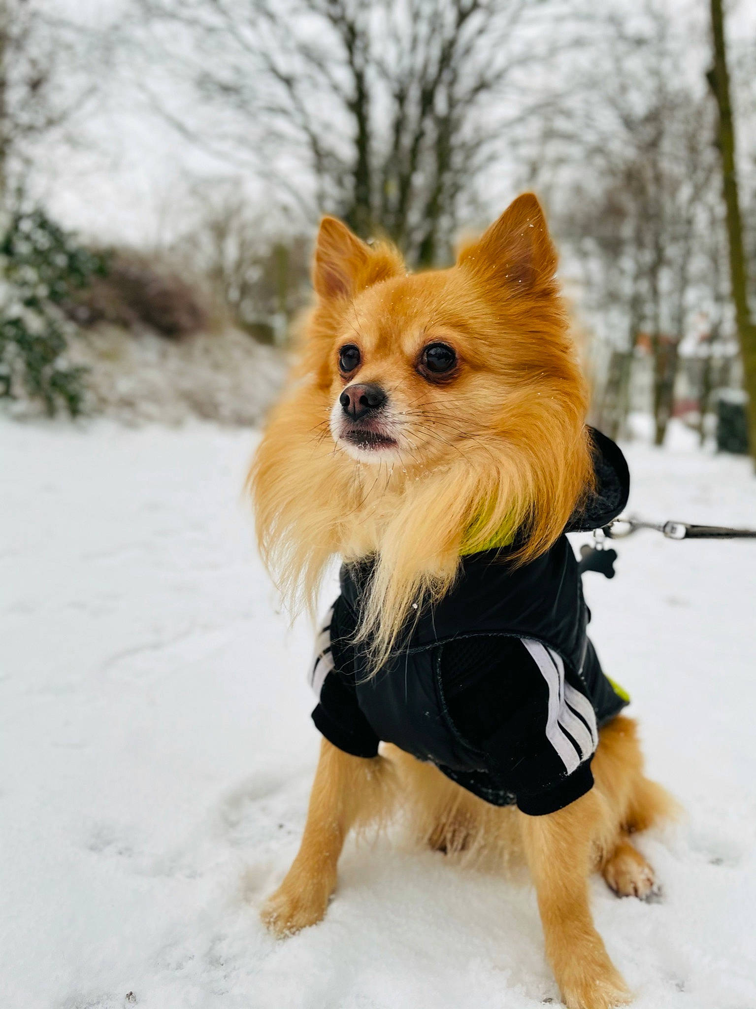 Kenzo participe au concours pour gagner de l'argent avec cette photo : blond, canidae, carnivore, companion_dog, dog, dog_breed, dog_clothes, dog_supply, fawn, fur, sky, snout, snow, sporting_group, tail, terrestrial_animal, toy_dog, tree, whiskers, working_animal