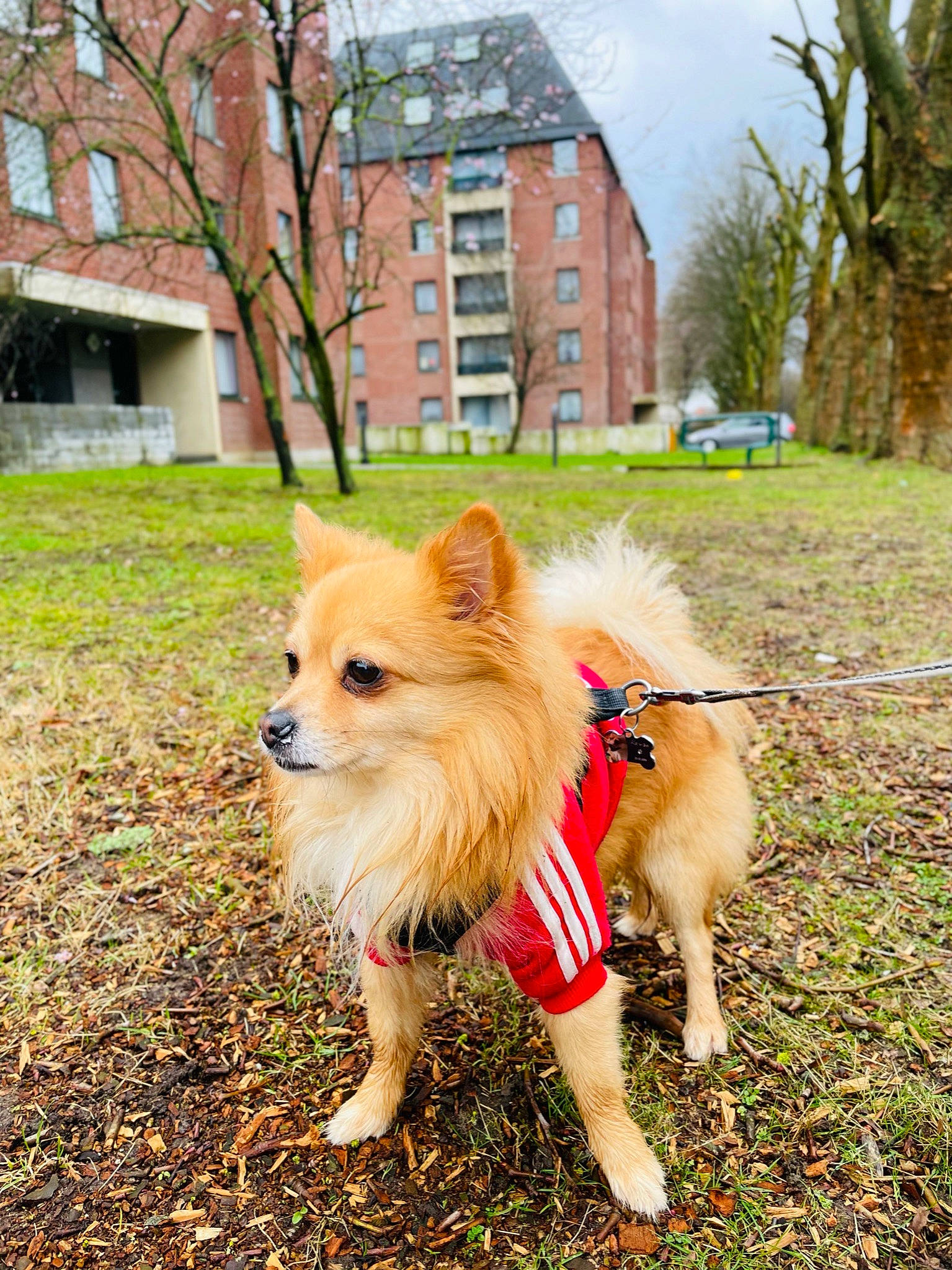 Kenzo participe au concours pour gagner de l'argent avec cette photo : building, carnivore, collar, companion_dog, dog, dog_breed, fawn, german_spitz, german_spitz_klein, german_spitz_mittel, grass, house, plant, sky, snout, spitz, toy_dog, tree, window, working_animal