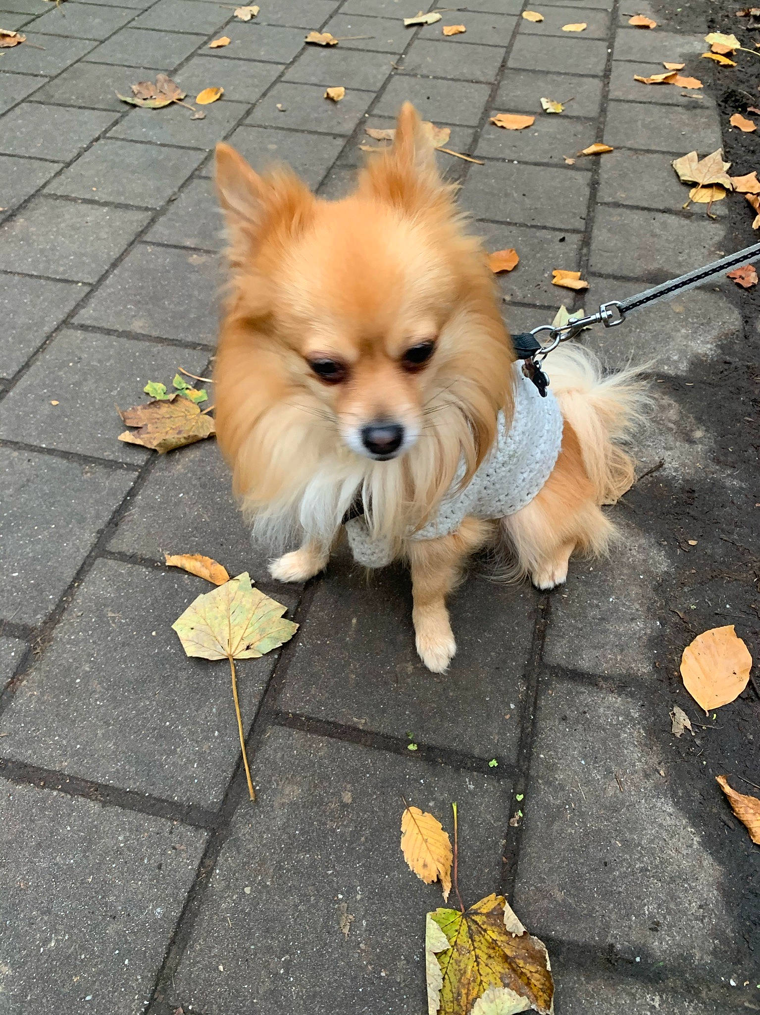 Kenzo participe au concours pour gagner de l'argent avec cette photo : asphalt, canidae, carnivore, companion_dog, dog, dog_breed, dog_supply, fawn, flooring, fur, german_spitz, road_surface, sidewalk, snout, spitz, sporting_group, toy_dog, whiskers, working_animal, yellow