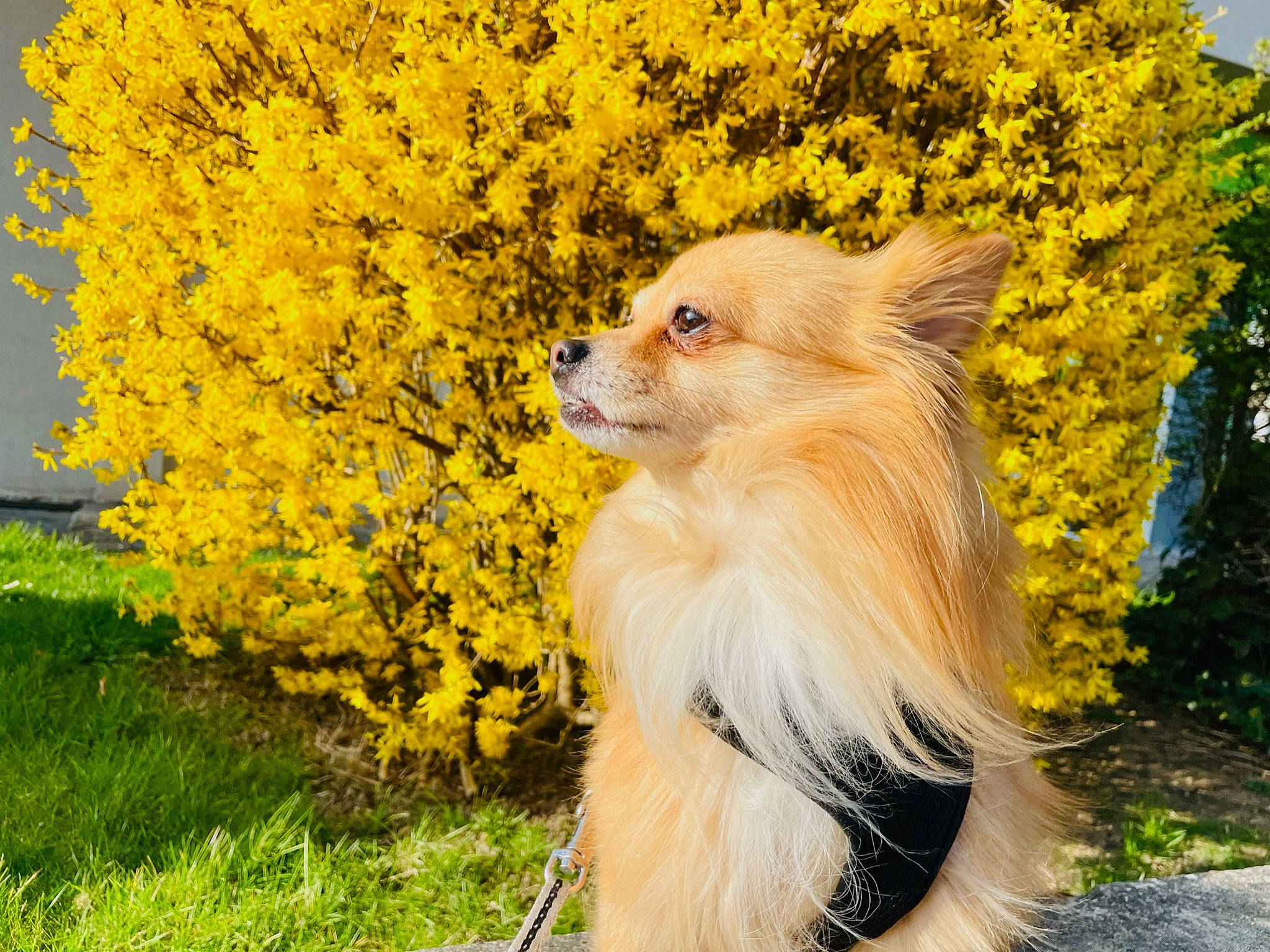 Kenzo participe au concours pour gagner de l'argent avec cette photo : canidae, carnivore, companion_dog, dog, dog_breed, fawn, flower, fur, german_spitz, grass, natural_landscape, people_in_nature, plant, snout, sporting_group, tail, tree, whiskers, working_animal, yellow