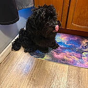 Prince is registered to the contest to win money with this photo: dog, black_dog, pet, indoor, floor, wooden_floor, mat, colorful_mat, tongue_out, licking, cute, fluffy, fur, kitchen, cabinet, corner, wall, home, animal, domestic