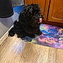 dog, black_dog, pet, indoor, floor, wooden_floor, mat, colorful_mat, tongue_out, licking, cute, fluffy, fur, kitchen, cabinet, corner, wall, home, animal, domestic