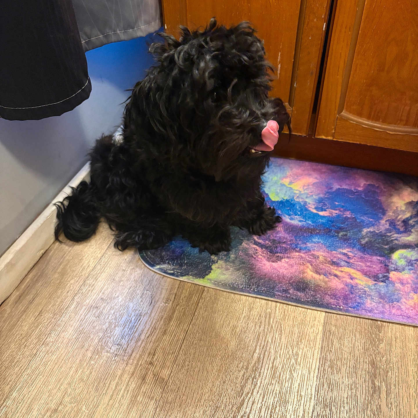 Prince is registered to the contest to win money with this photo: animal, black_dog, cabinet, colorful_mat, corner, cute, dog, domestic, floor, fluffy, fur, home, indoor, kitchen, licking, mat, pet, tongue_out, wall, wooden_floor