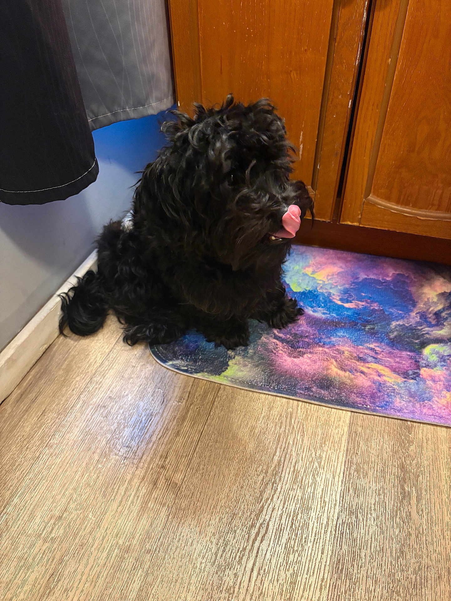 Prince is registered to the contest to win money with this photo: dog, black_dog, pet, indoor, floor, wooden_floor, mat, colorful_mat, tongue_out, licking, cute, fluffy, fur, kitchen, cabinet, corner, wall, home, animal, domestic