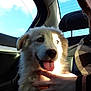 Rubis participe au concours pour gagner de l'argent avec cette photo : dog, animal, pet, car, window, sunlight, hand, person, plaid_shirt, fur, happy, tongue_out, seat, interior, daylight, sky, portrait, closeup, cuddling, companionship