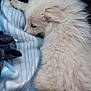 puppy, dog, white_fur, fluffy, blanket, striped, cozy, sleepy, animal, pet, cute, fur, young_dog, indoor, resting, soft, closeup, side_view, domestic_animal, comfort
