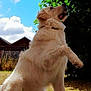 animal, canine, clouds, cute, dog, fence, fur, golden_retriever, grass, greenery, happy, nature, outdoor, pet, playing, puppy, raising_paw, sky, sunlight, wooden_fence