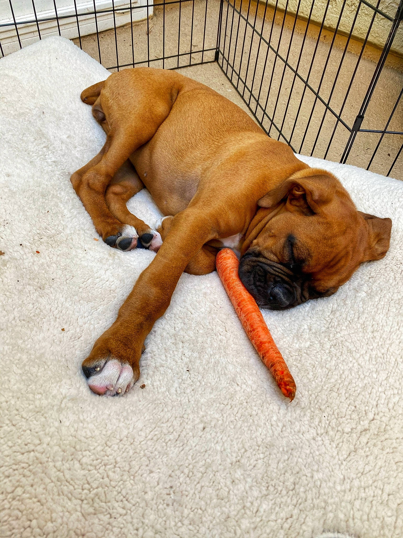 Jill joined the competition — help win amazing prizes! animal_shelter, cage, canidae, carnivore, companion_dog, dog, dog_breed, dog_supply, fawn, foot, guard_dog, liver, mammal, mesh, paw, pet_supply, snout, sporting_group, tan, toe