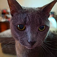 Mouse is registered to the contest to win money with this photo: animal, cat, close_up, curious, cute, domestic_cat, ears, face, feline, focus, fur, gray_cat, household, indoor, mammal, pet, portrait, soft_light, whiskers, yellow_eyes