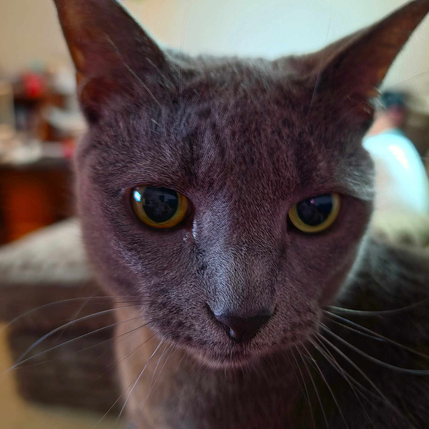 Mouse