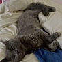 cat, sleeping, gray_cat, fluffy, bed, blanket, blue_towel, cozy, resting, pet, indoor, feline, fur, relaxation, closeup, animal, cute, domestic_cat, whiskers, peaceful