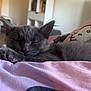 kitten, gray_cat, sleeping, blanket, pink, purple, hello_kitty, pillow, indoor, cozy, cute, pet, feline, resting, fur, animal, soft, comfort, domestic, relaxing