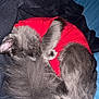 cat, gray_fur, red_shirt, sleeping, curled_up, fluffy, bed, blanket, pillow, cozy, pet, animal, indoor, resting, cute, fur, whiskers, tail, comfort, nap
