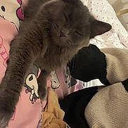 Bloomy a rejoint le concours — aidez-le/la à gagner de superbes lots ! cat, gray_cat, sleeping, stretching, blanket, hello_kitty, pink, bed, cozy, indoor, feline, fur, paw, relaxed, cute, soft, comfort, animal, pet, resting