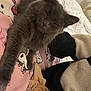 cat, gray_cat, sleeping, stretching, blanket, hello_kitty, pink, bed, cozy, indoor, feline, fur, paw, relaxed, cute, soft, comfort, animal, pet, resting