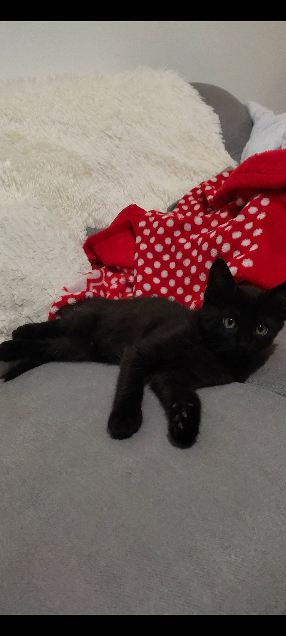 Smooky participe au concours pour gagner de l'argent avec cette photo : black_cat, bombay, canidae, carnivore, cat, comfort, dog_breed, domestic_short_haired_cat, fawn, felidae, fur, grey, mammal, pattern, paw, small_to_medium_sized_cats, snout, tail, terrestrial_animal, whiskers