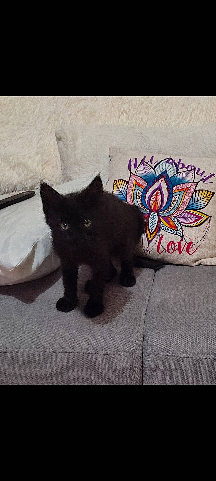 Smooky a rejoint le concours — aidez-le/la à gagner de superbes lots ! art, black_cat, bombay, carmine, carnivore, cat, comfort, domestic_short_haired_cat, felidae, fur, grey, mammal, paw, plant, rectangle, small_to_medium_sized_cats, tail, tints_and_shades, vertebrate, whiskers