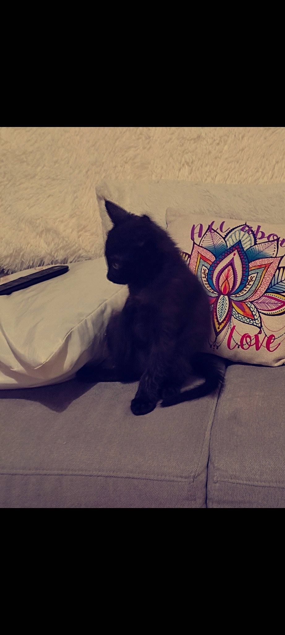 Smooky a rejoint le concours — aidez-le/la à gagner de superbes lots ! art, bedding, black_cat, carnivore, cat, comfort, domestic_short_haired_cat, felidae, font, fur, grey, linens, paw, rectangle, small_to_medium_sized_cats, snout, square, tail, tints_and_shades, whiskers