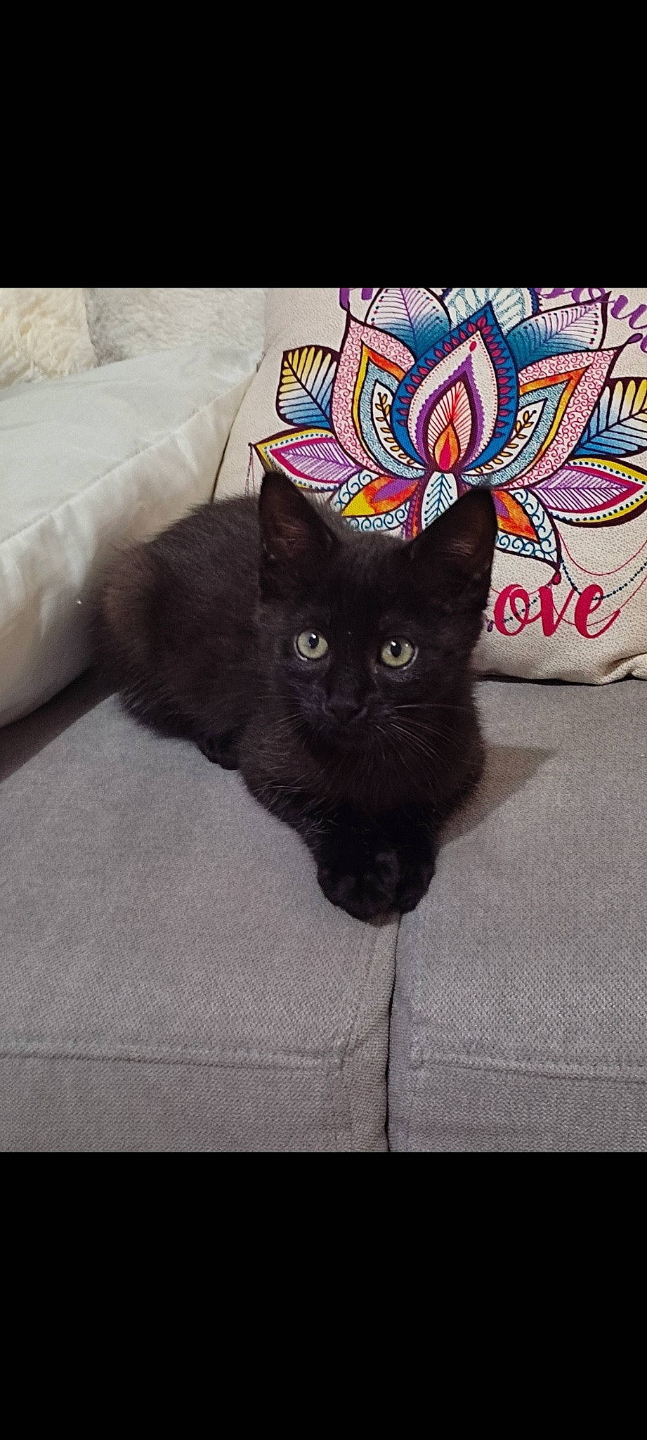 Smooky participe au concours pour gagner de l'argent avec cette photo : black_cat, bombay, carnivore, cat, comfort, domestic_short_haired_cat, felidae, fur, grey, hat, paw, plant, rectangle, small_to_medium_sized_cats, snout, square, tail, terrestrial_animal, visual_arts, whiskers