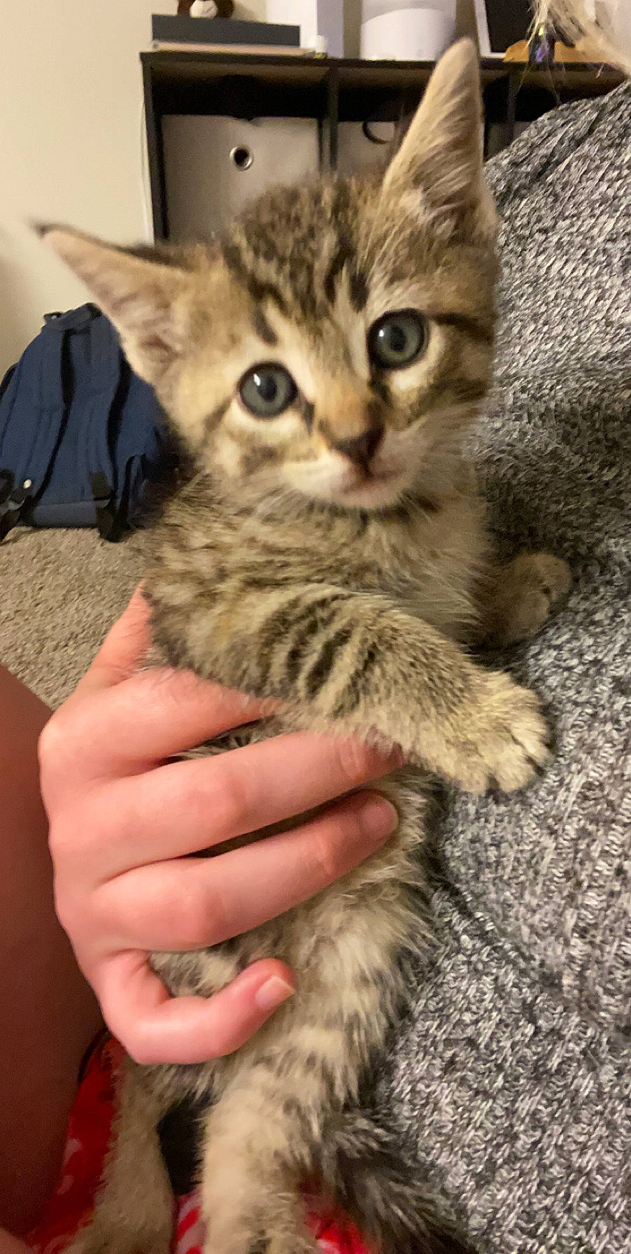 Dulce is registered to the contest to win money with this photo: american_shorthair, asian, california_spangled, carnivore, cat, domestic_short_haired_cat, dragon_li, egyptian_mau, european_shorthair, felidae, kitten, mammal, pixie_bob, polydactyl_cat, siberian, small_to_medium_sized_cats, tabby_cat, vertebrate, whiskers, wild_cat