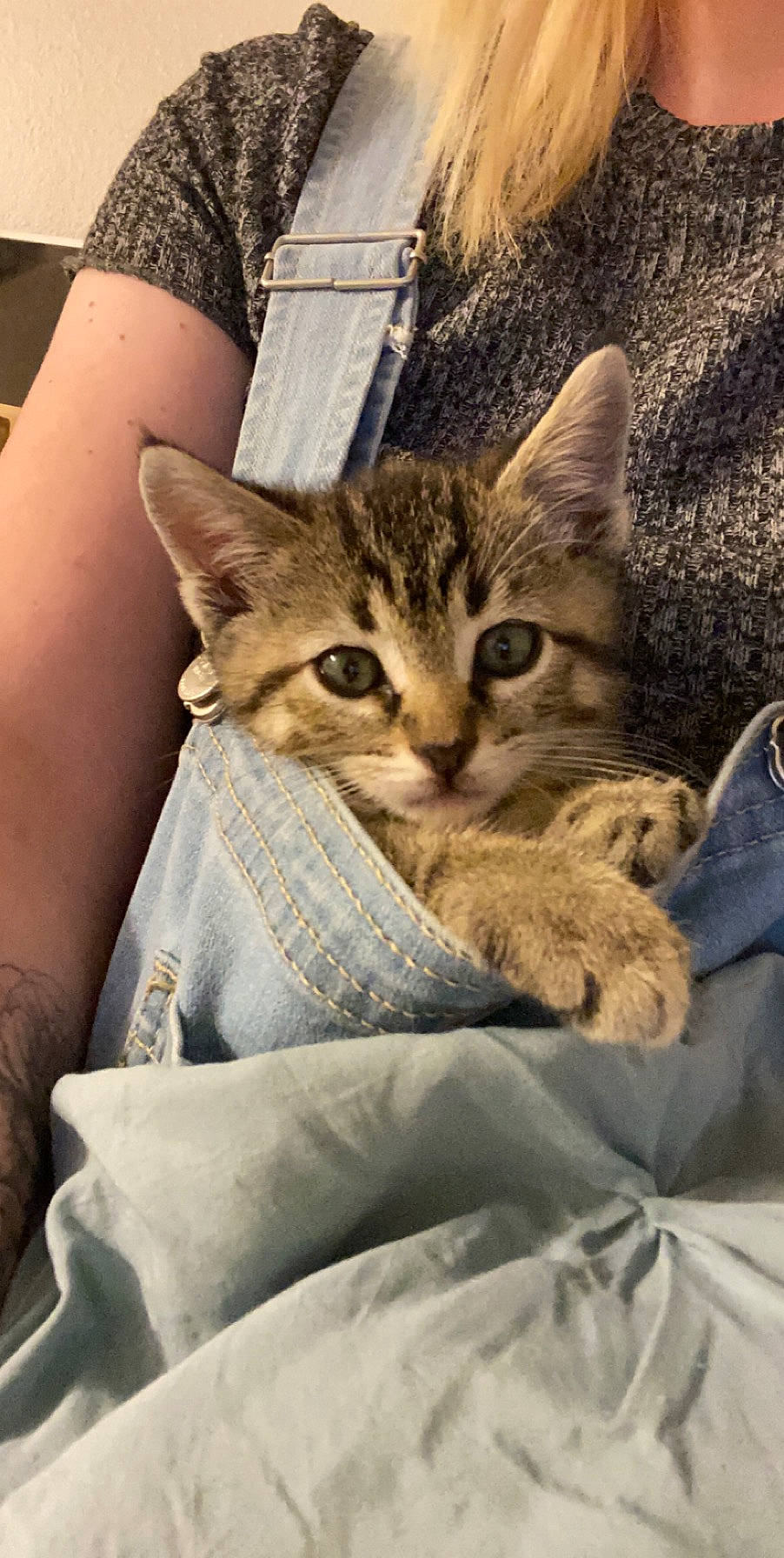 Dulce joined the competition — help win amazing prizes! aegean_cat, american_shorthair, asian, australian_mist, california_spangled, carnivore, cat, chausie, domestic_short_haired_cat, dragon_li, egyptian_mau, european_shorthair, felidae, kitten, mammal, pixie_bob, small_to_medium_sized_cats, tabby_cat, vertebrate, whiskers