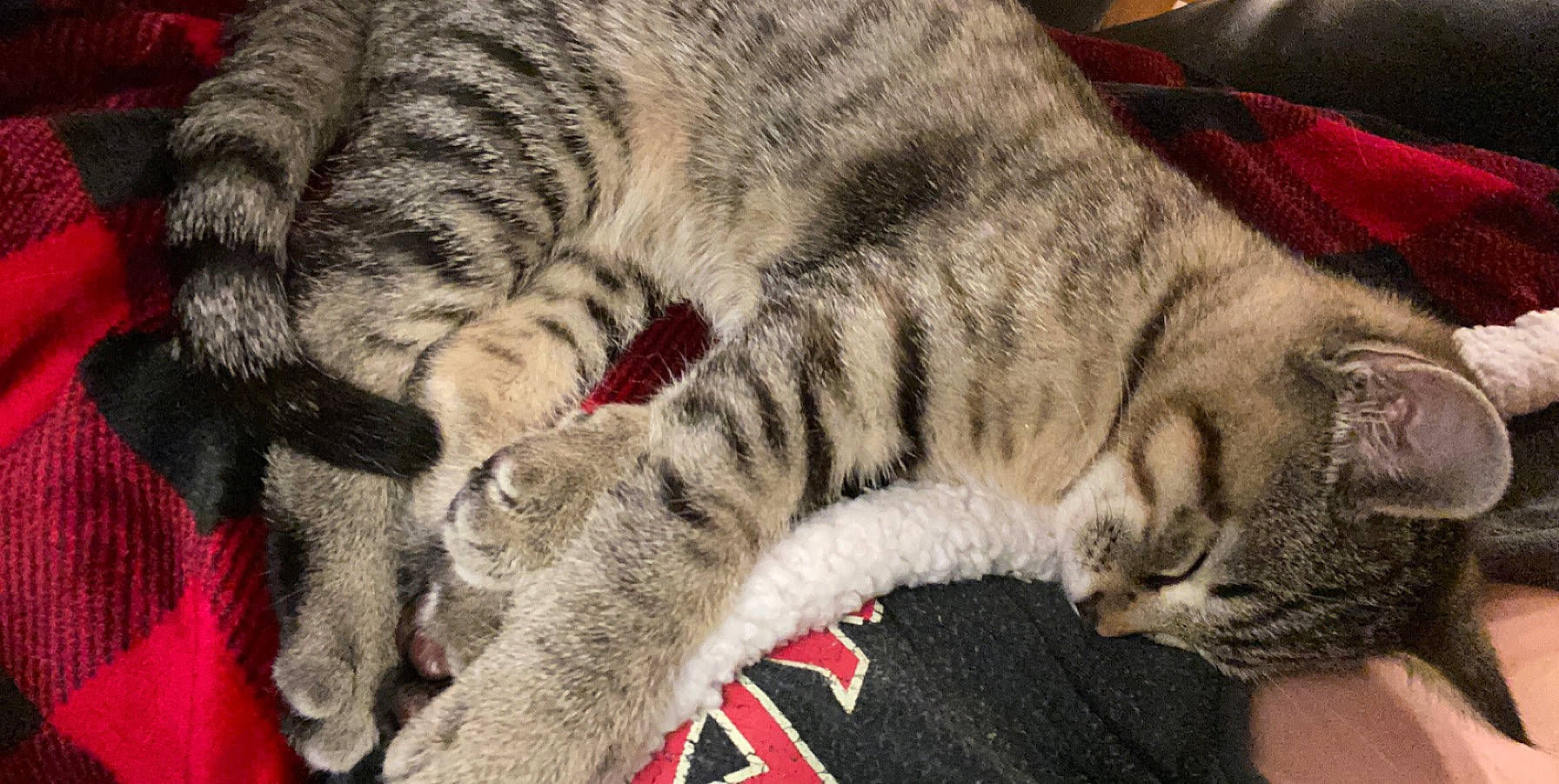 Dulce joined the competition — help win amazing prizes! american_shorthair, asian, california_spangled, carnivore, cat, domestic_short_haired_cat, dragon_li, egyptian_mau, european_shorthair, felidae, fur, kitten, mammal, nap, paw, pixie_bob, small_to_medium_sized_cats, tabby_cat, vertebrate, whiskers