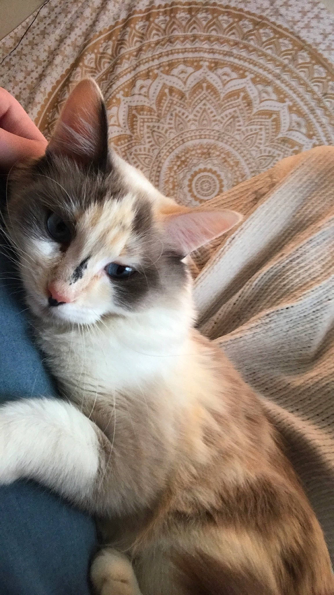 Sky is registered to the contest to win money with this photo: aegean_cat, american_wirehair, asian, carnivore, cat, domestic_short_haired_cat, european_shorthair, eye, felidae, kitten, mammal, munchkin, norwegian_forest_cat, ojos_azules, ragamuffin, ragdoll, small_to_medium_sized_cats, turkish_angora, vertebrate, whiskers