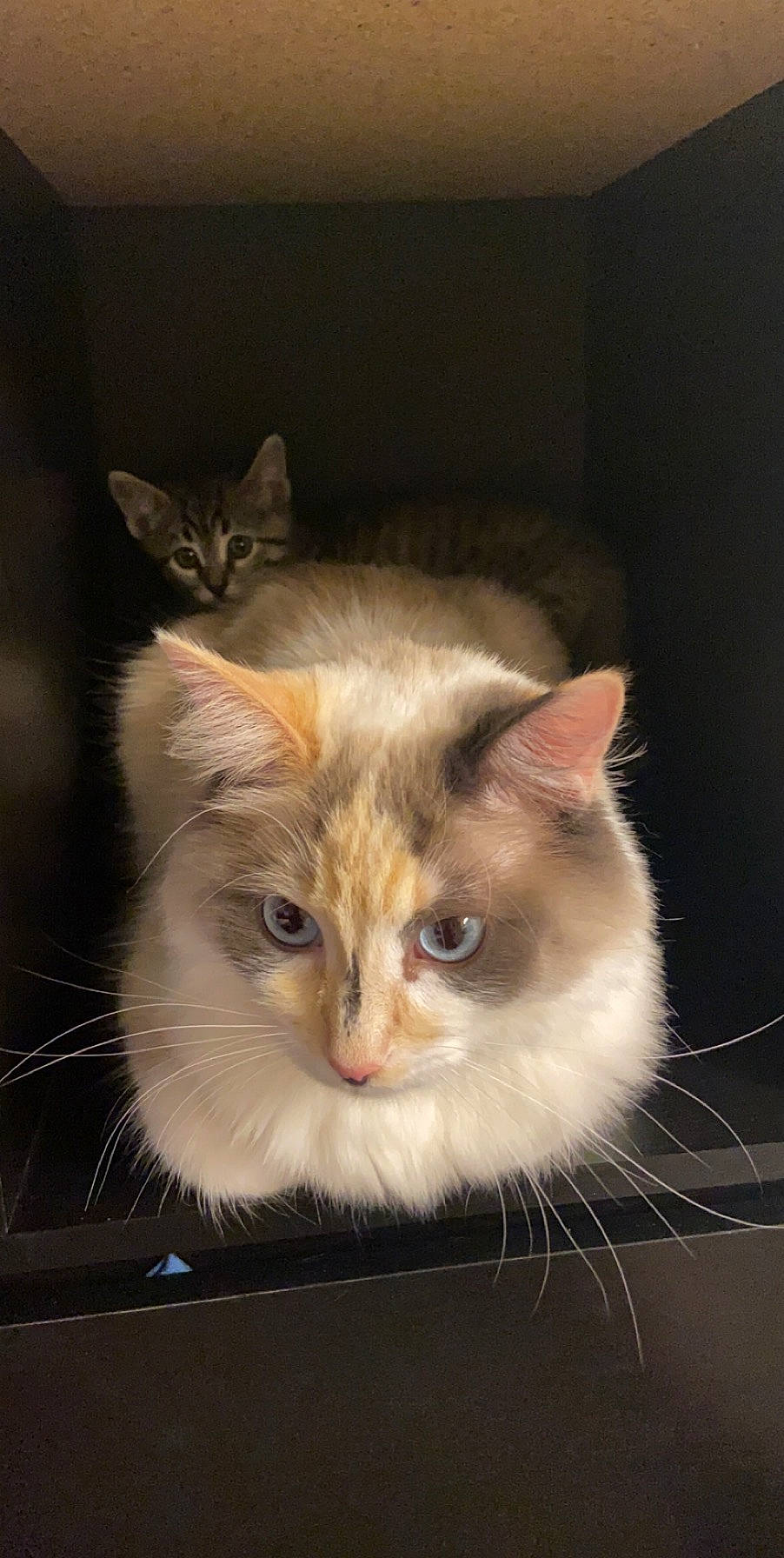 Sky joined the competition — help win amazing prizes! aegean_cat, asian, asian_semi_longhair, british_semi_longhair, carnivore, cat, domestic_long_haired_cat, domestic_short_haired_cat, eye, felidae, iris, kitten, mammal, norwegian_forest_cat, ragamuffin, ragdoll, siberian, small_to_medium_sized_cats, vertebrate, whiskers