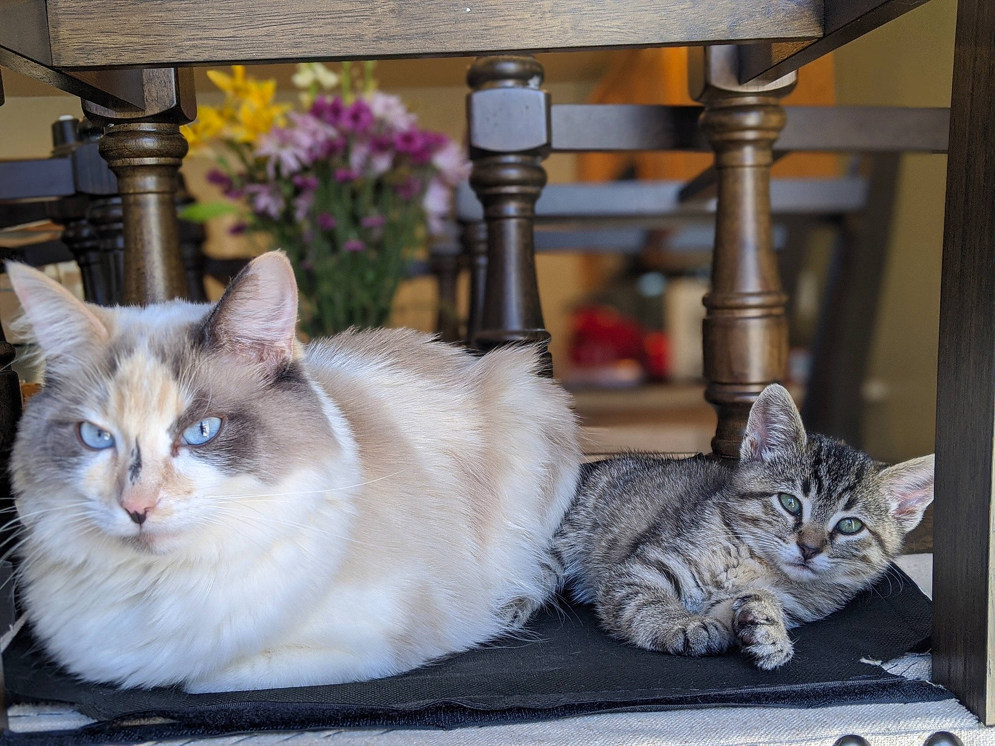 Sky is registered to the contest to win money with this photo: aegean_cat, asian, asian_semi_longhair, british_semi_longhair, burmilla, carnivore, cat, domestic_long_haired_cat, domestic_short_haired_cat, european_shorthair, felidae, kitten, mammal, norwegian_forest_cat, ragdoll, siberian, small_to_medium_sized_cats, tabby_cat, vertebrate, whiskers