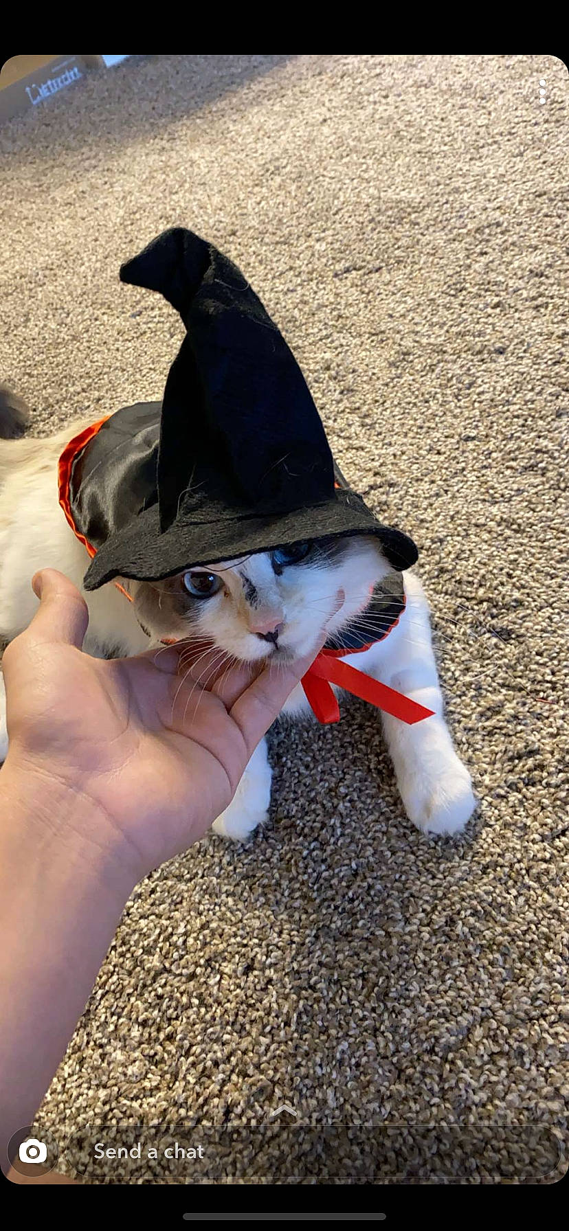 Sky joined the competition — help win amazing prizes! boston_terrier, canidae, cat, costume, costume_hat, fashion_accessory, fictional_character, garden_gnome, hand, hat, headgear, lawn_ornament, play