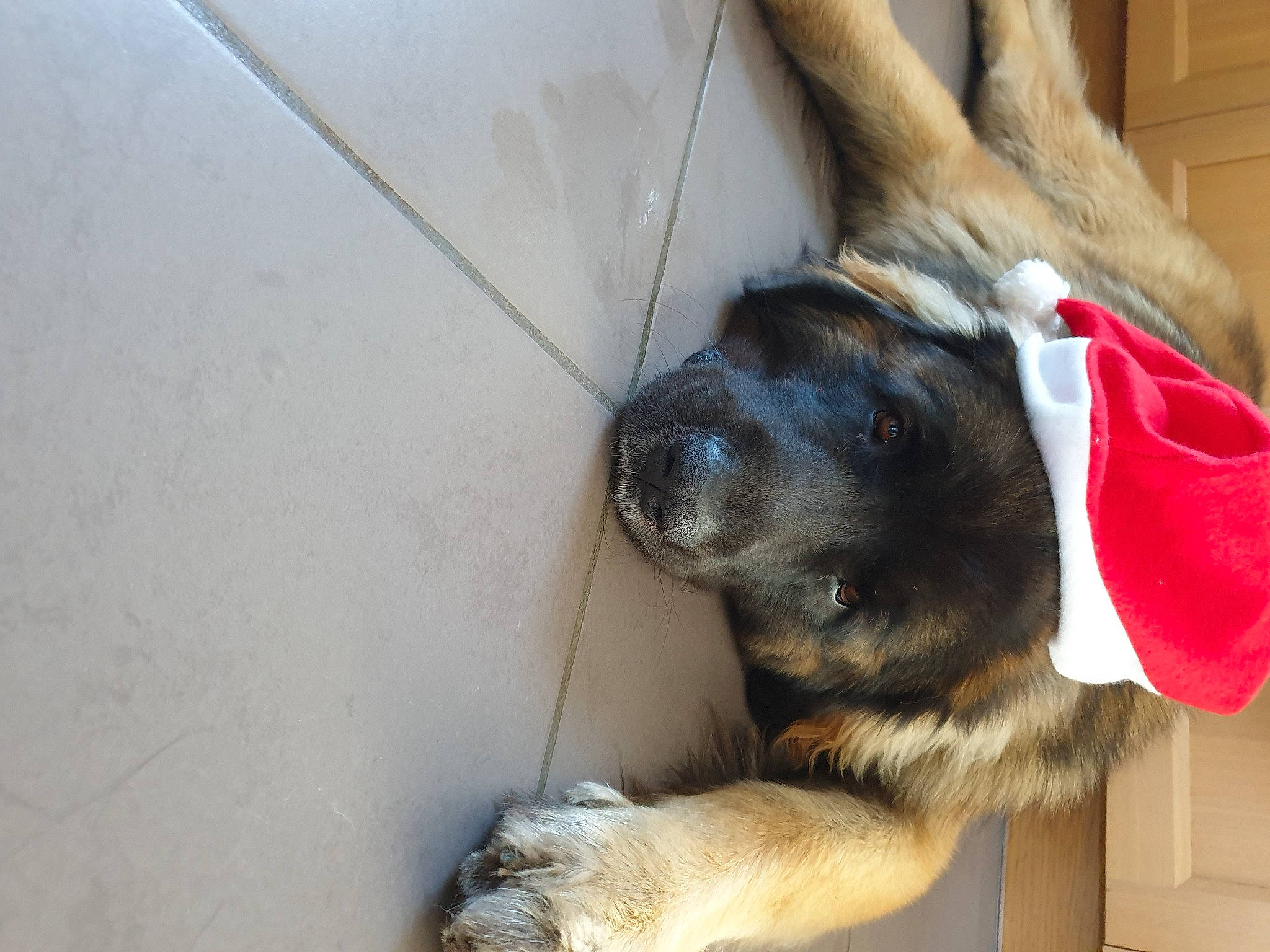 Songaa a rejoint le concours — aidez-le/la à gagner de superbes lots ! canidae, carnivore, claw, collar, companion_dog, dog, dog_breed, dog_collar, fawn, fur, german_shepherd_dog, paw, puppy, snout, sporting_group, tail, terrestrial_animal, wood, working_animal, working_dog