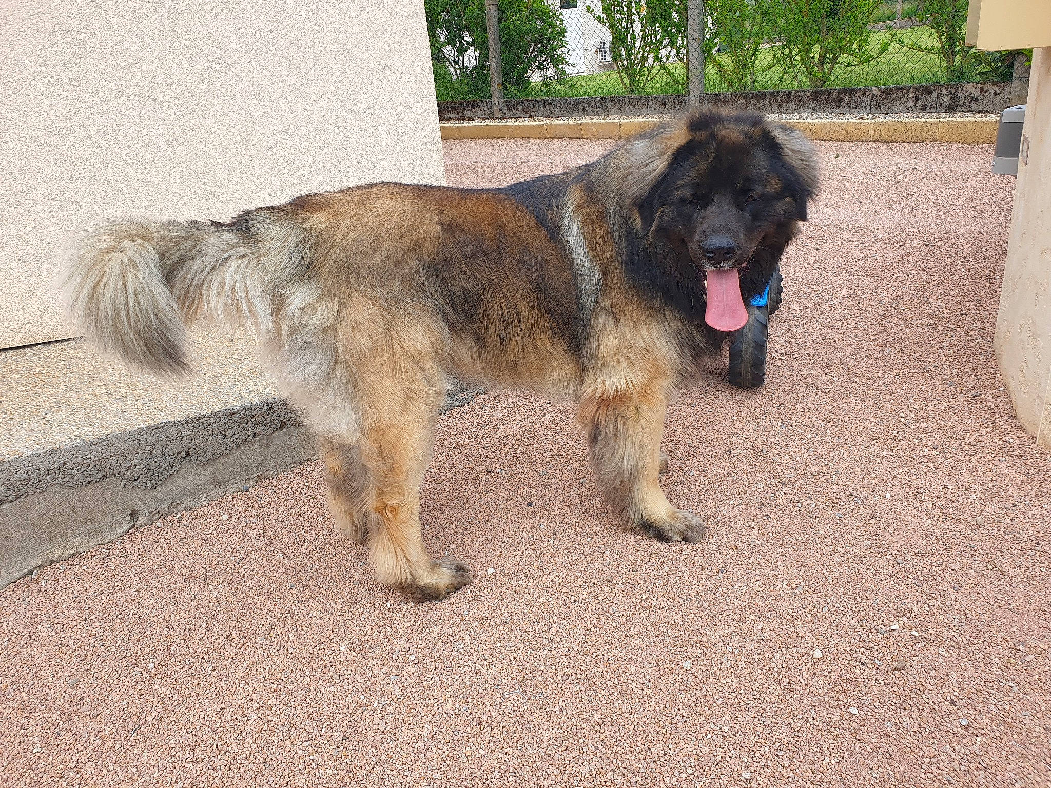 Songaa participe au concours pour gagner de l'argent avec cette photo : canidae, carnivore, companion_dog, dog, dog_breed, fur, leonberger, liver, plant, snout, sporting_group, tail, tree, working_animal, working_dog