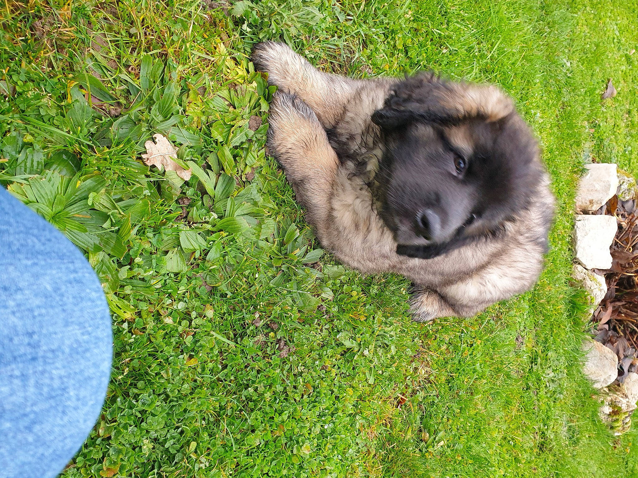 Songaa participe au concours pour gagner de l'argent avec cette photo : canidae, companion_dog, dog, dog_breed, fawn, fur, grass, grassland, groundcover, pasture, paw, plant, primate, snout, sporting_group, tail, terrestrial_animal, wildlife, working_animal