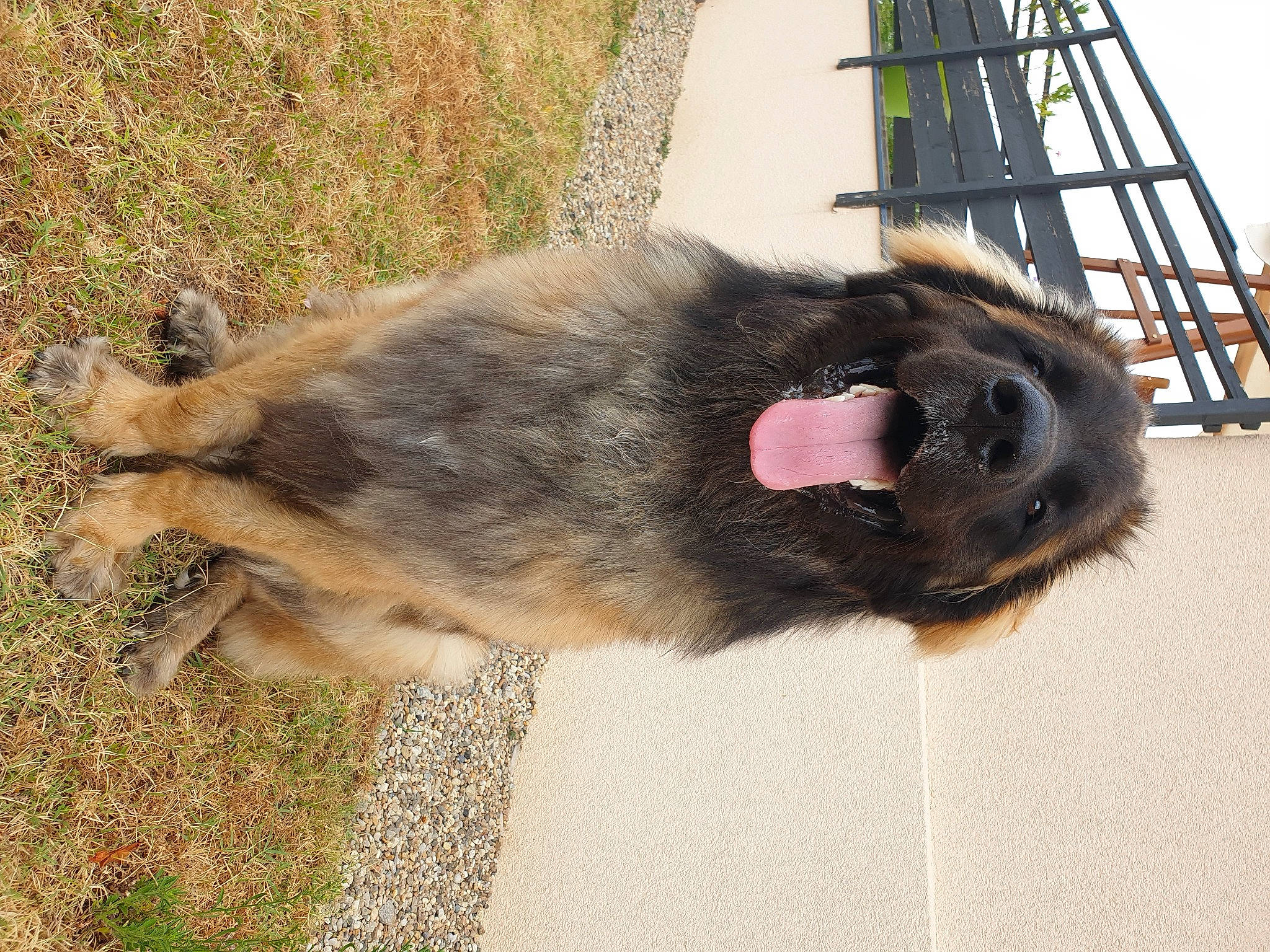 Songaa participe au concours pour gagner de l'argent avec cette photo : canidae, carnivore, dog, dog_breed, fawn, fur, ladder, road_surface, sporting_group, tail, terrestrial_animal, working_animal