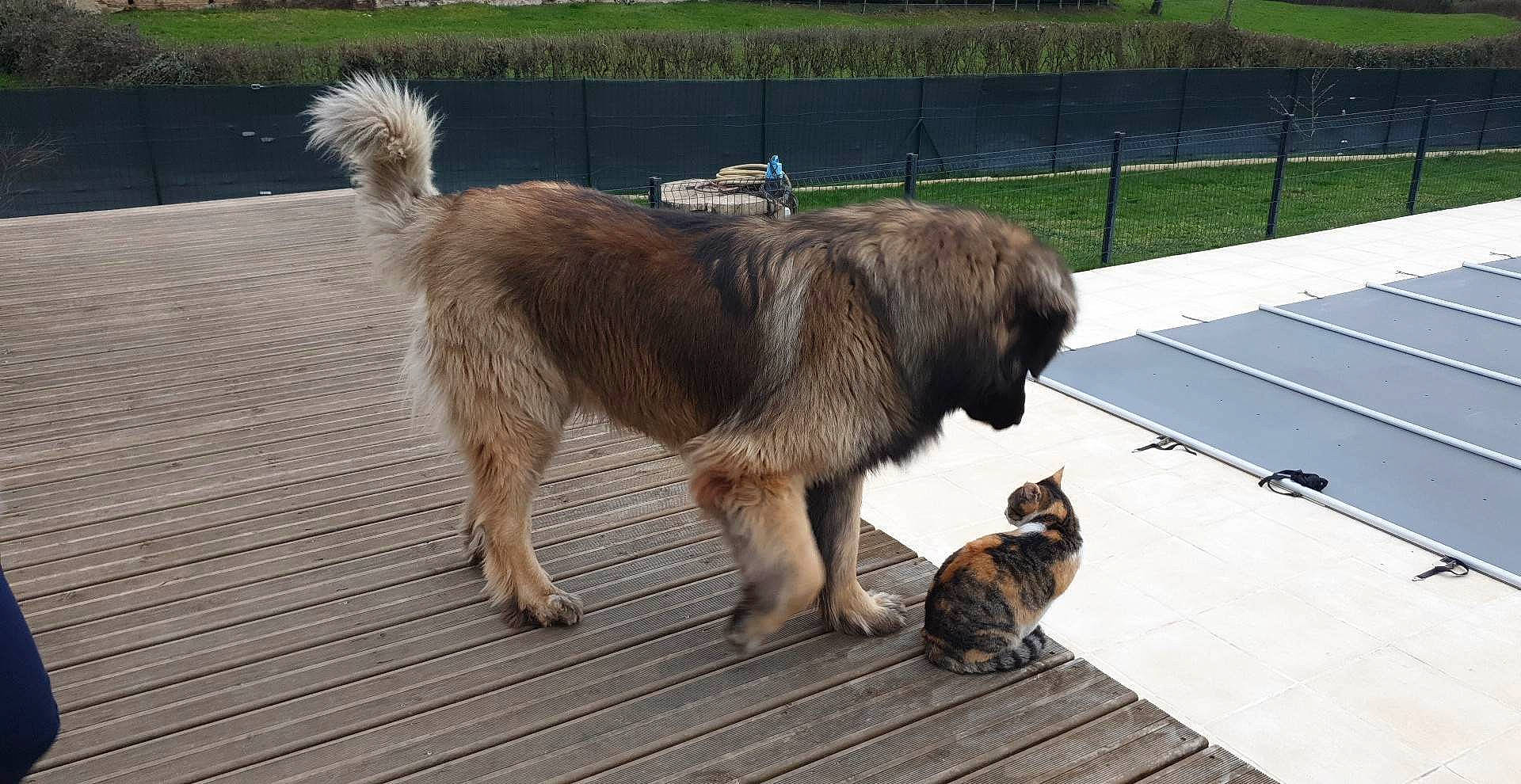 Pirouette participe au concours pour gagner de l'argent avec cette photo : ancient_dog_breeds, canidae, carnivore, cat, companion_dog, dog, dog_breed, estrela_mountain_dog, fawn, fence, fur, giant_dog_breed, leonberger, plant, sporting_group, tail, terrestrial_animal, wood, working_animal, working_dog